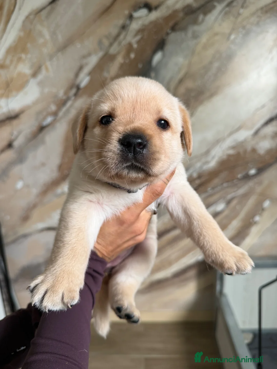 Labrador cani in vendita: Cuccioli di Labrador Retriever Allevamento profess - Annuncio 1