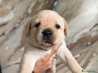Labrador cani Cuccioli di Labrador Retriever Allevamento profess - Annuncio 3