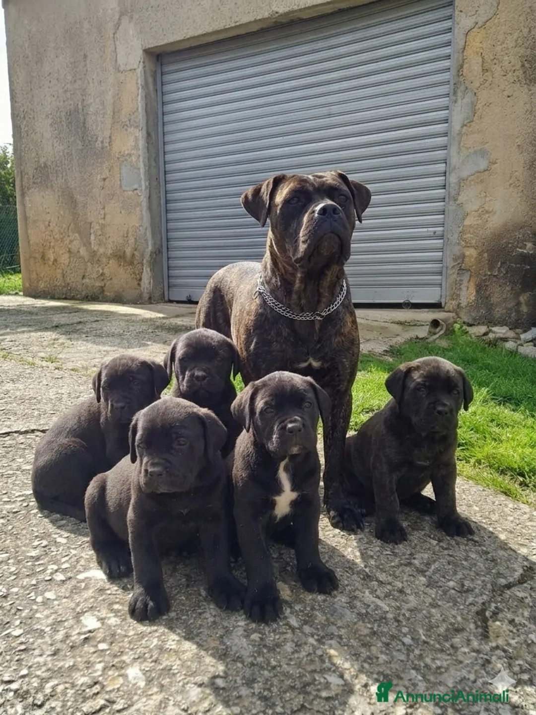 Cane Corso cani in vendita: Cuccioli di cane corso - Annuncio 6