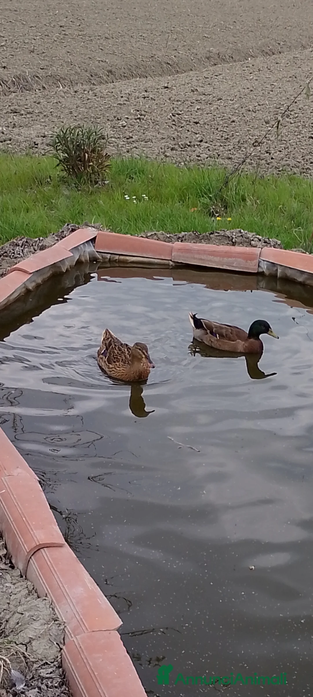 Meticcio gatti in vendita: Anatra pulcini  - Annuncio 3