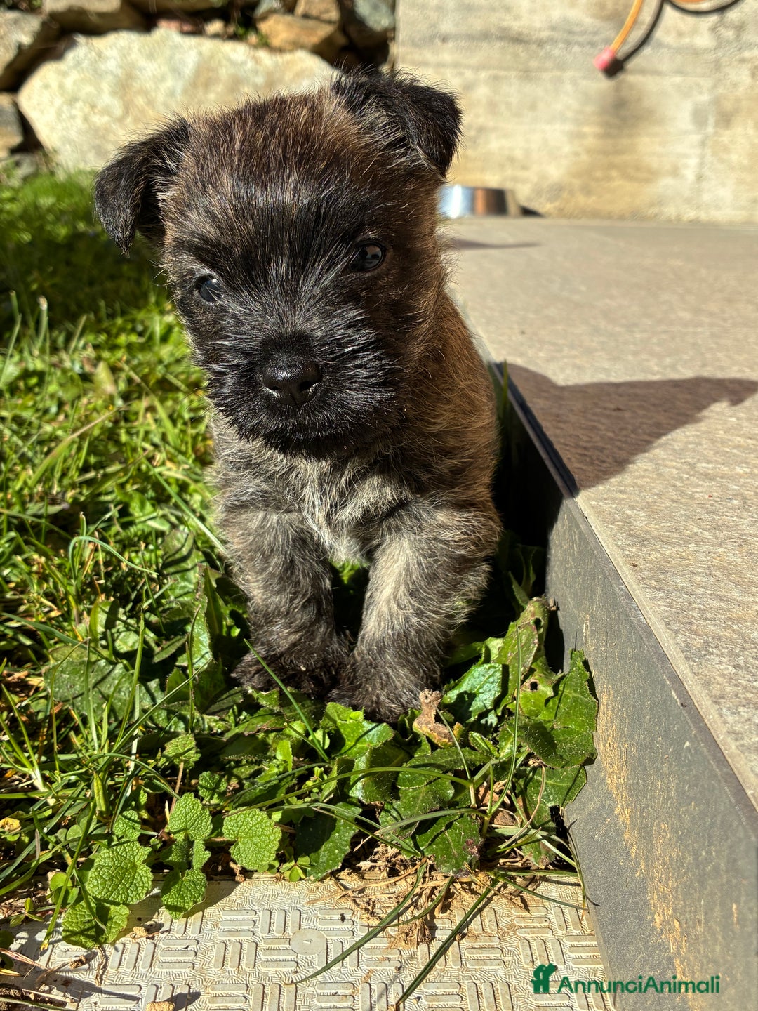 Cairn Terrier cani in vendita: Cairn terrier cucciolo  - Annuncio 3