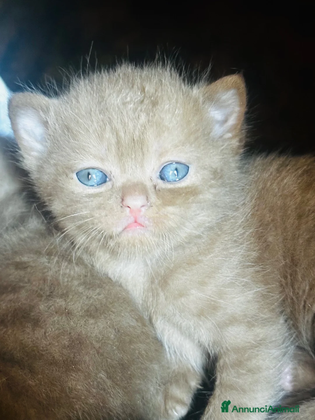 British gatti in vendita: British short hair cinnemon  a Città metropolitana di Roma Capitale - Annuncio 2