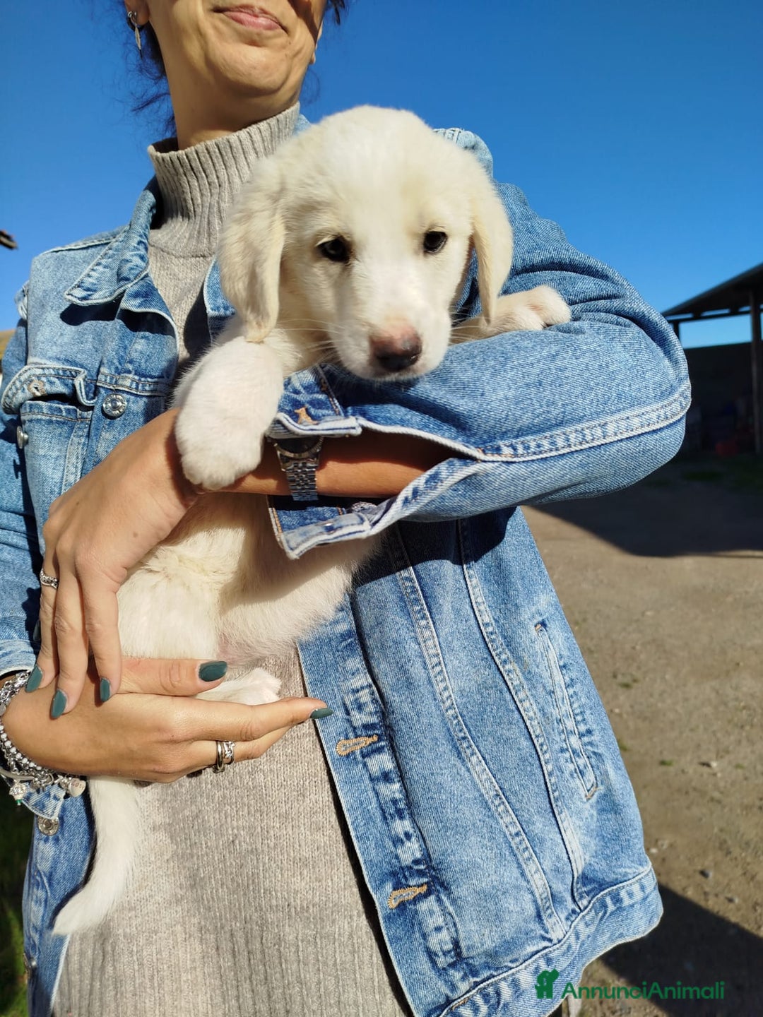 Meticcio cani in regalo: Gulten  - Annuncio 3