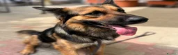 Meticcio cani in regalo: NEO BELLISSIMO PASTORE TEDESCO - Annuncio 4