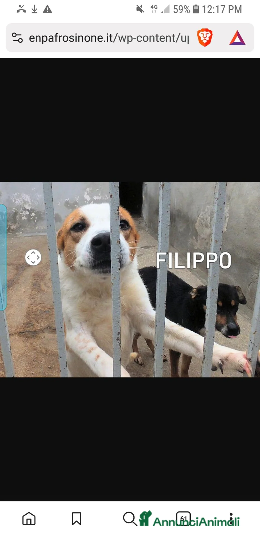 Meticcio cani in regalo: FILIPPO, 7 ANNI E MEZZO - Annuncio 2