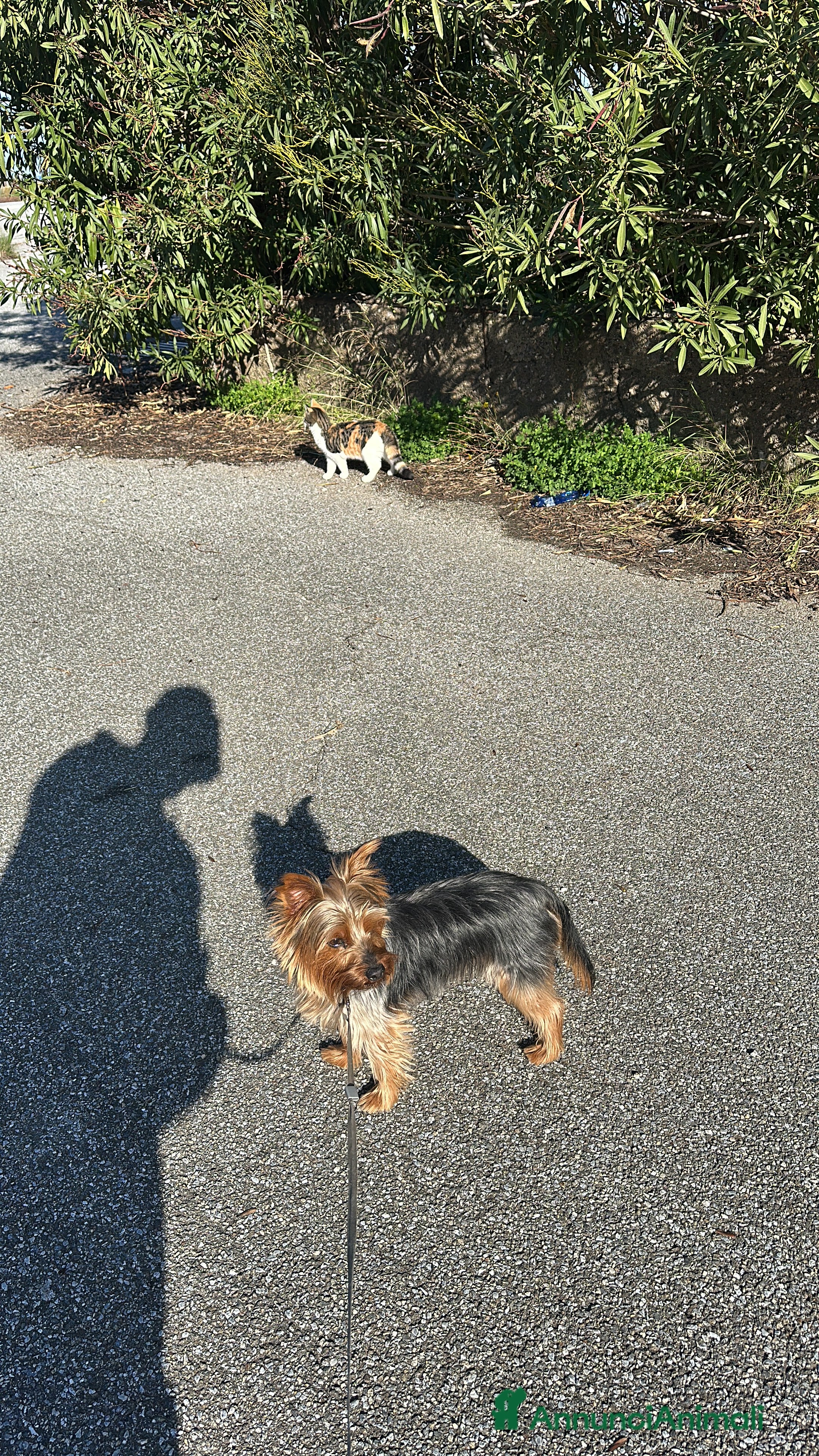 Yorkshire cani Yorkshire maschio per accoppiamento - Annuncio 6