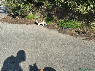 Yorkshire cani Yorkshire maschio per accoppiamento - Annuncio 35