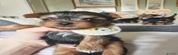 Yorkshire cani in vendita: Cuccioli di Yorkshire Terrier in Ottima Salute - Annuncio 6