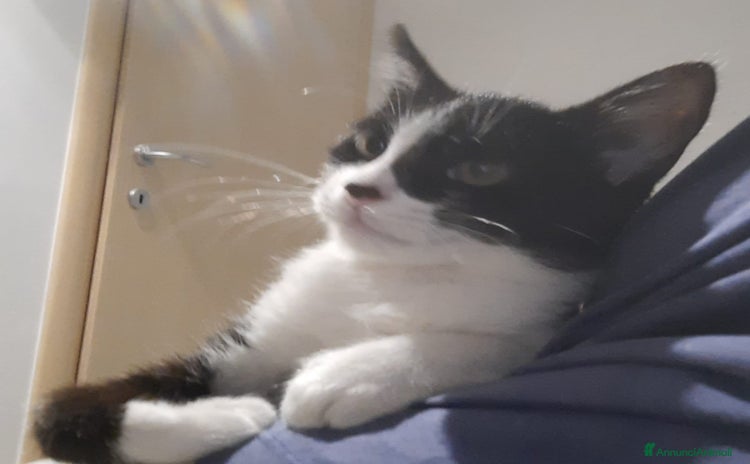 Altre razze gatti a Provincia di Varese - Annuncio 3