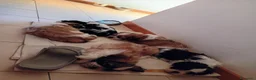 Meticcio cani in vendita: Cuccioli malshi - Annuncio 4