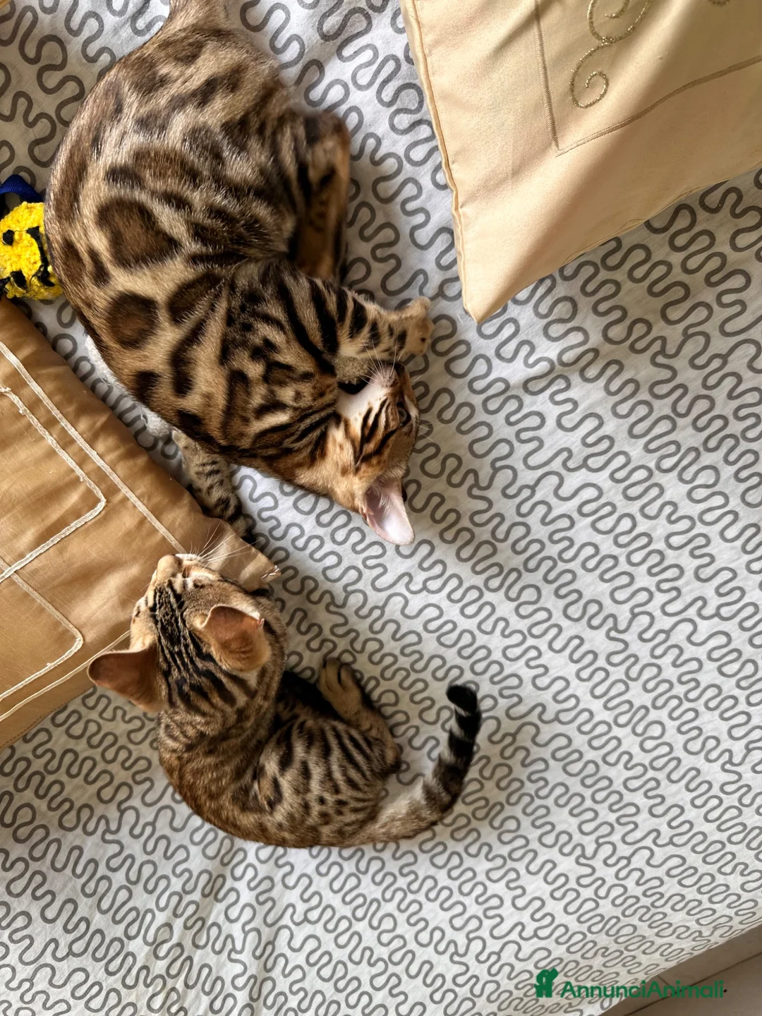 Bengala gatti in vendita: Bengala cucciolo - Annuncio 5