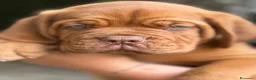 Dogue de Bordeaux cani in vendita: Dogue de Bordeaux  a Provincia del Verbano-Cusio-Ossola - Annuncio 5