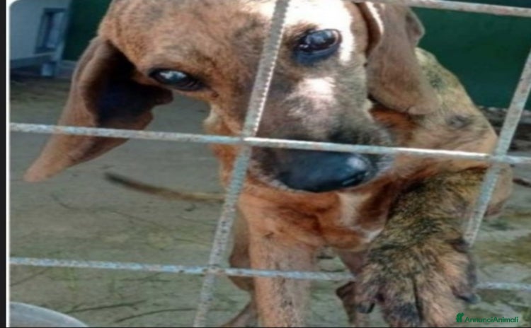 Segugio cani a Città metropolitana di Milano - Annuncio 17