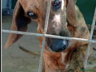 Segugio cani Segugio adulto DIVENTATO CIECO IN CANILE!! LAZIO a Città metropolitana di Milano - Annuncio 15