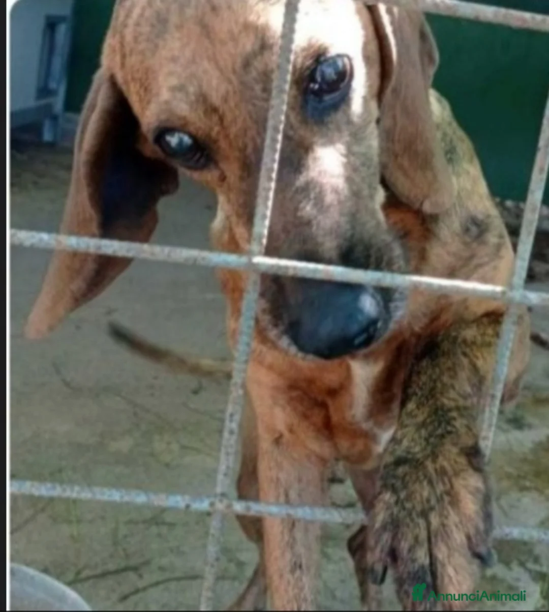 Segugio cani in regalo: Segugio adulto DIVENTATO CIECO IN CANILE!! LAZIO a Città metropolitana di Milano - Annuncio 1