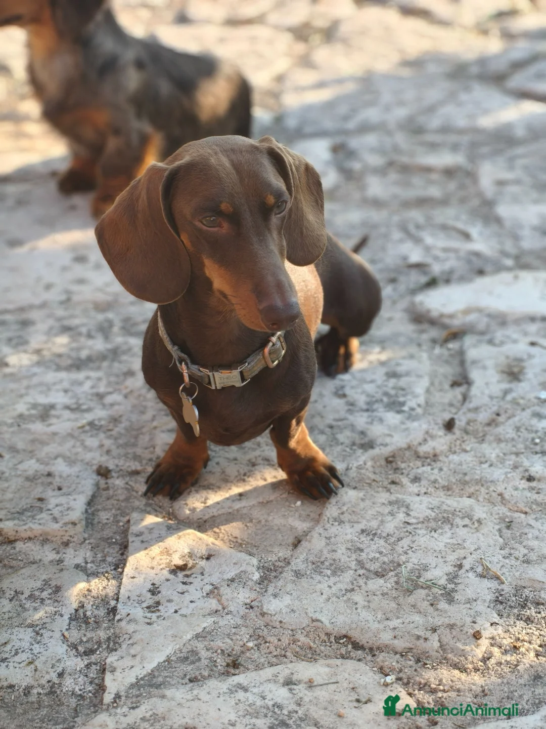 Bassotto cani in vendita: Bassotti cuccioli  - Annuncio 6