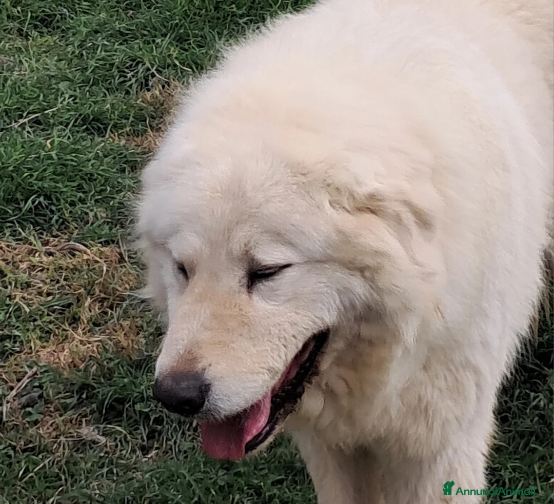 Pastore Maremmano cani in vendita: spettacolari cuccioli di Pastore marem. Abruzzese  - Annuncio 20