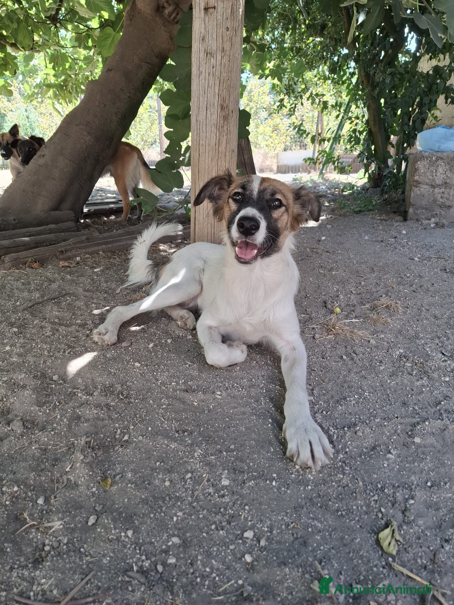 Meticcio cani Gerry, simil pastorino! ( 15-20kg) - Annuncio 9