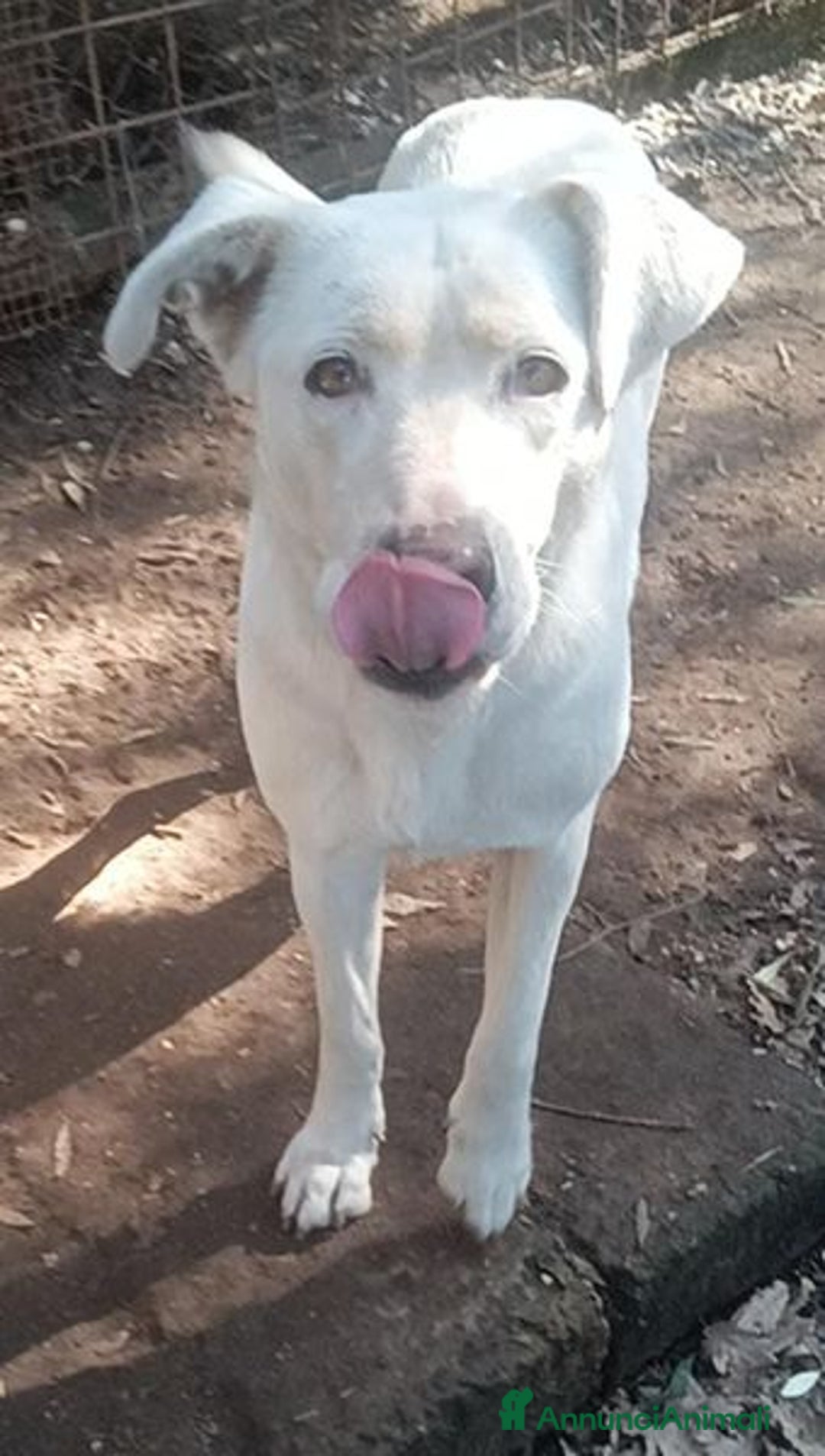 Labrador cani in regalo: Clara, occhioni da cerbiatto a Città metropolitana di Roma Capitale - Immagine 9