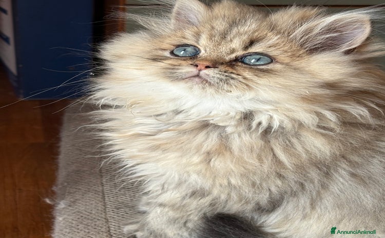 Persiano gatti - Annuncio 14