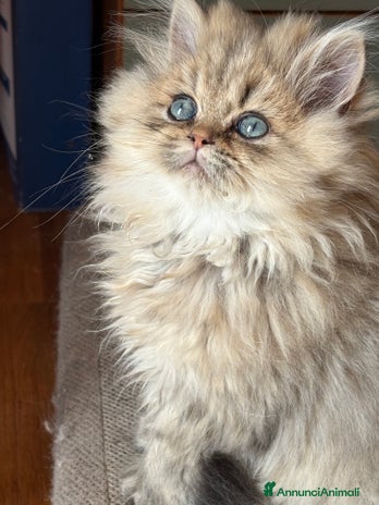Persiano gatti - Annuncio 5