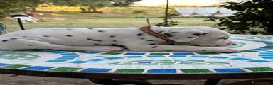 Dalmata 9 marrone