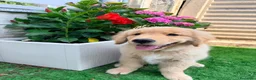 Golden Retriever cani in vendita: Cucciolo Golden retriver  - Annuncio 4