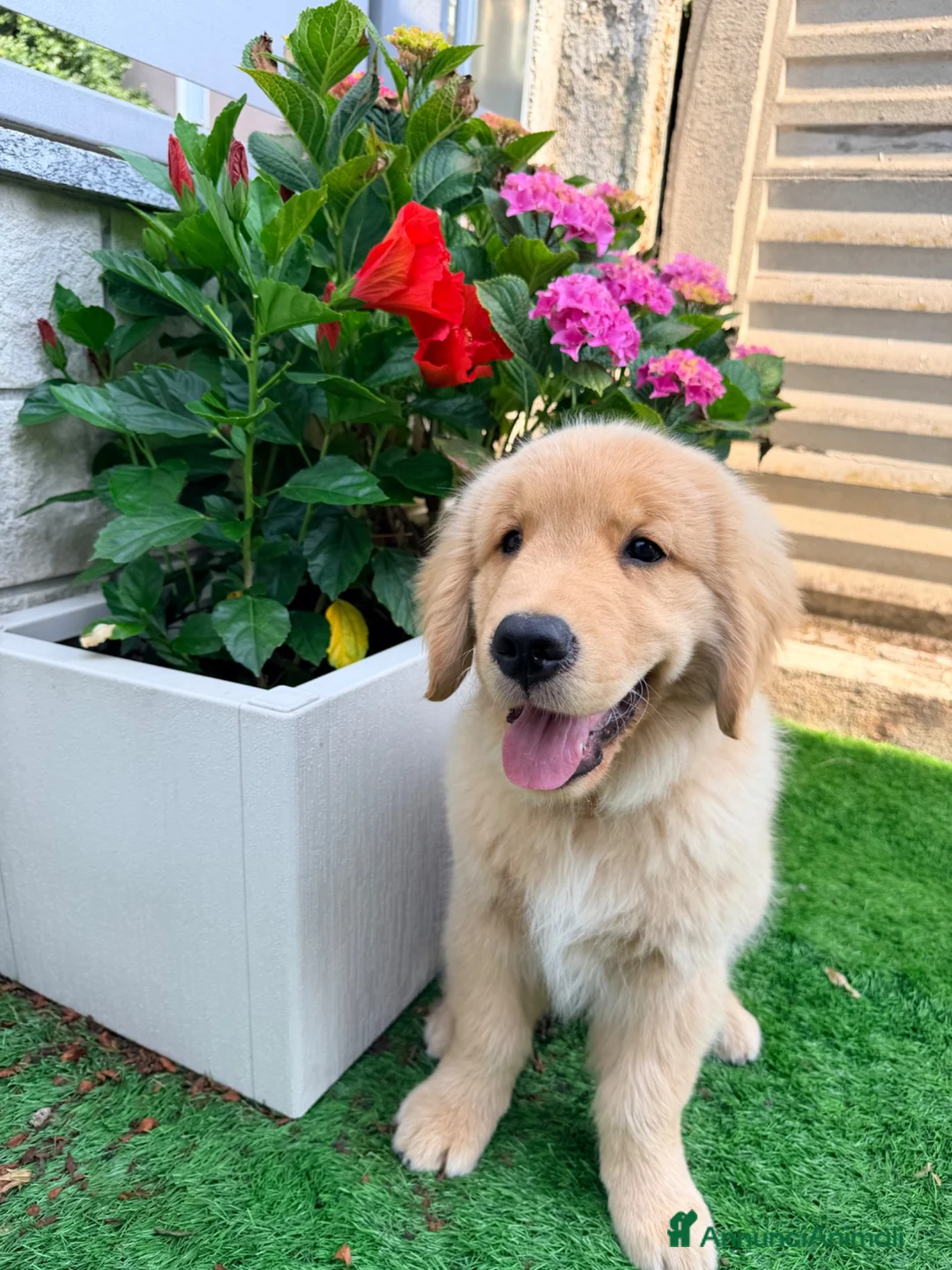 Golden Retriever cani in vendita: Cucciolo Golden retriver  - Annuncio 4