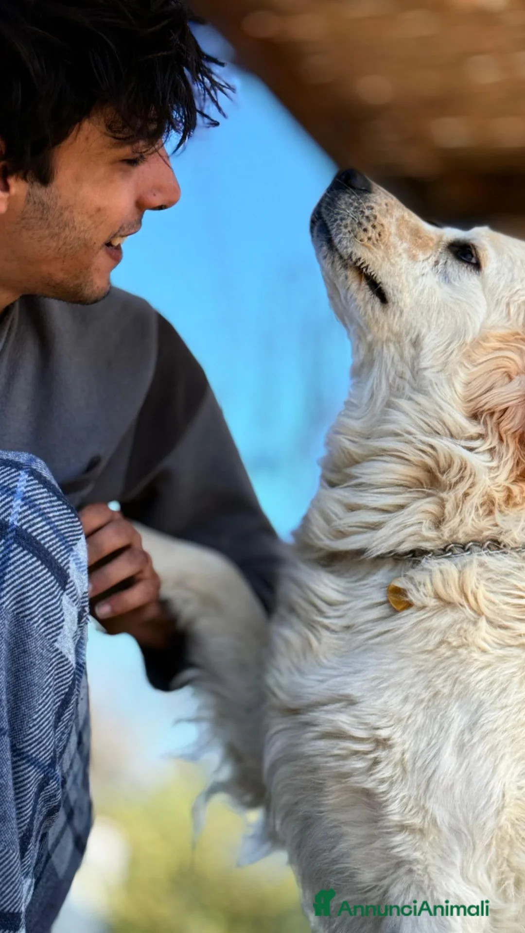Meticcio cani in regalo: JACK MERAVIGLIOSO INC. GOLDEN CERCA CASA - Annuncio 4