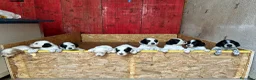 Setter Inglese cani in vendita: Cuccioli setter inglese  - Annuncio 3