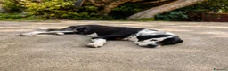 Meticcio cani in regalo: Cagnolino di taglia media grande  - Annuncio 2