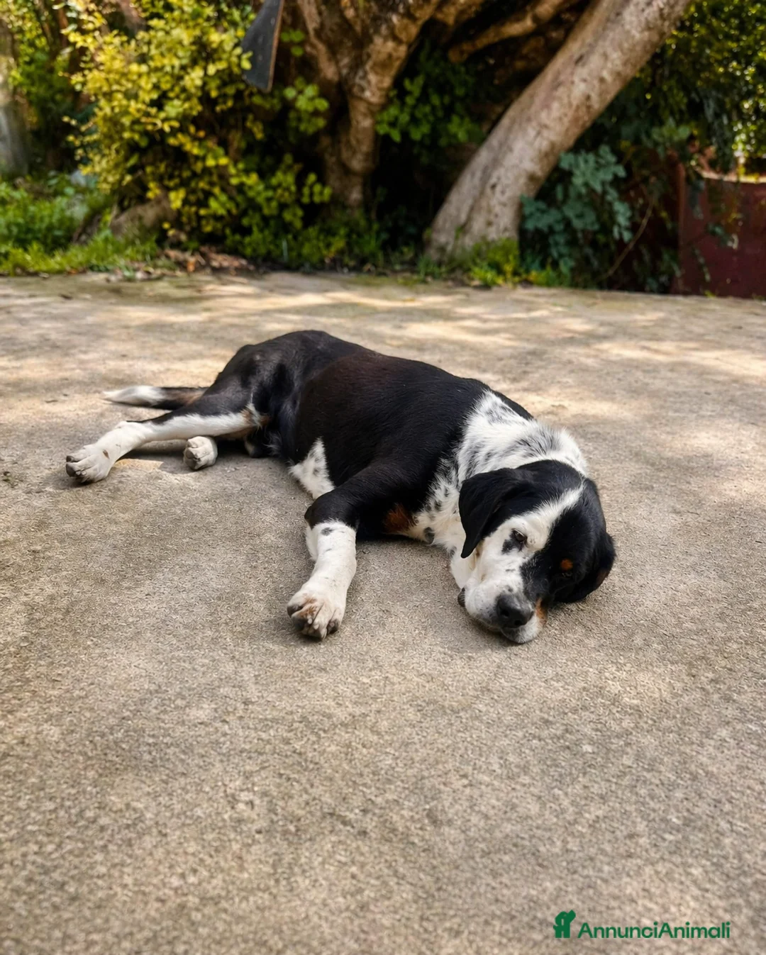 Meticcio cani in regalo: Cagnolino di taglia media grande  - Annuncio 2