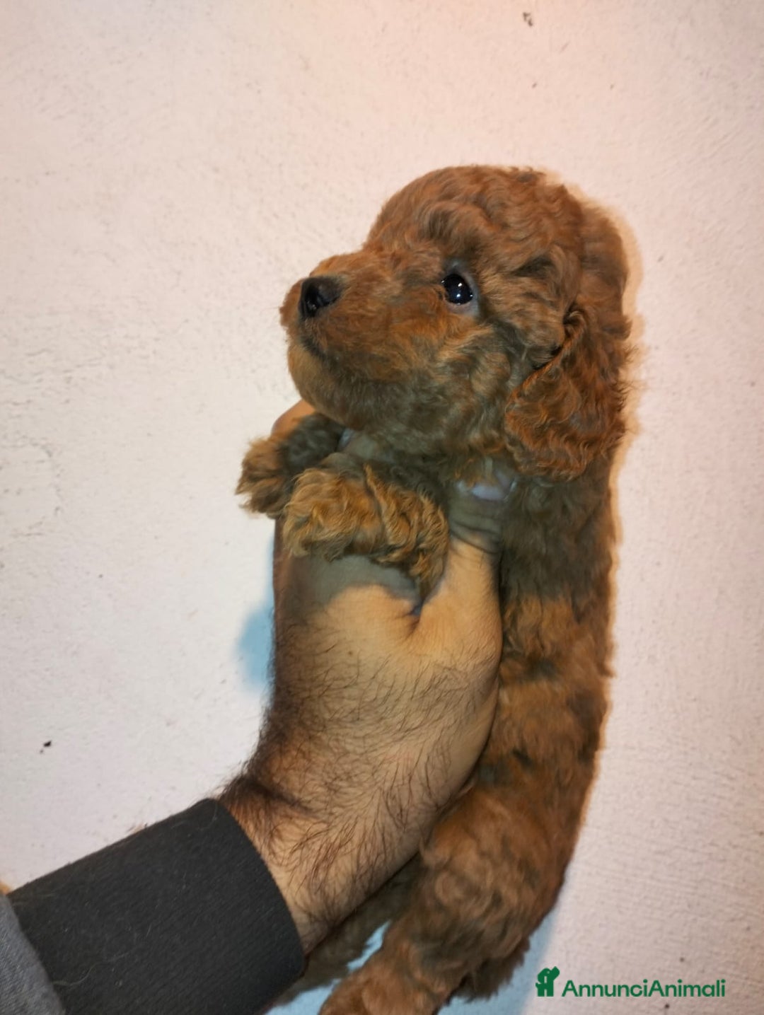 Barboncino Toy cani in vendita: Cuccioli di barboncini toy - Annuncio 5