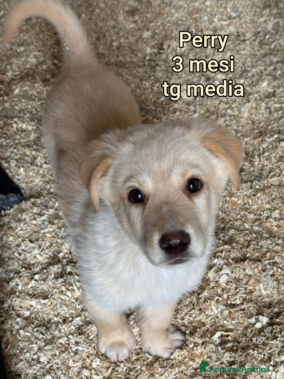 Meticcio cani in regalo: CUCCIOLI BISOGNOSI: URGENTE! a Città Metropolitana di Torino - Annuncio 1