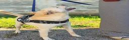 Meticcio cani in regalo: Pippo❤️ - Annuncio 7
