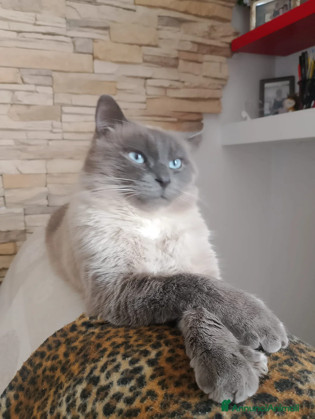 Meticcio gatti in regalo: GATTI ADULTI DOLCISSIMI - Annuncio 6