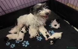 Jack Russell cani in vendita: Jack Russell pelo broken/ruvido a Calenzano - Immagine 3