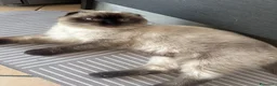 Scottish gatti in vendita: Gattina Scottish Fold Blue a Provincia di Parma - Annuncio 4
