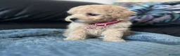 Maltipoo cani in vendita: Bellissima Toy Maltipoo F1  - Annuncio 3