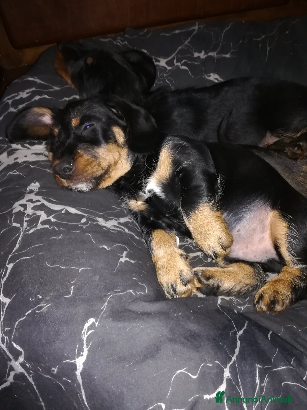 Bassotto cani in vendita: Bassotto pelo duro  - Annuncio 21