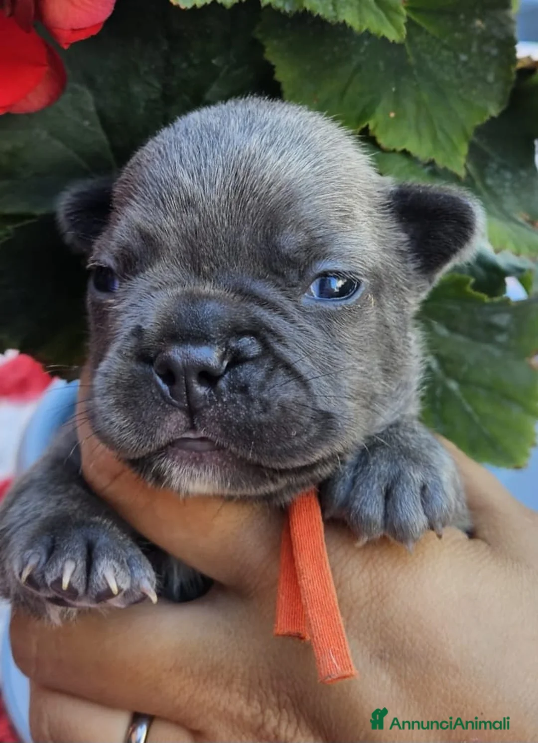 Bulldog Francese cani in vendita: Cuccioli bulldog francese fluffy  - Annuncio 6