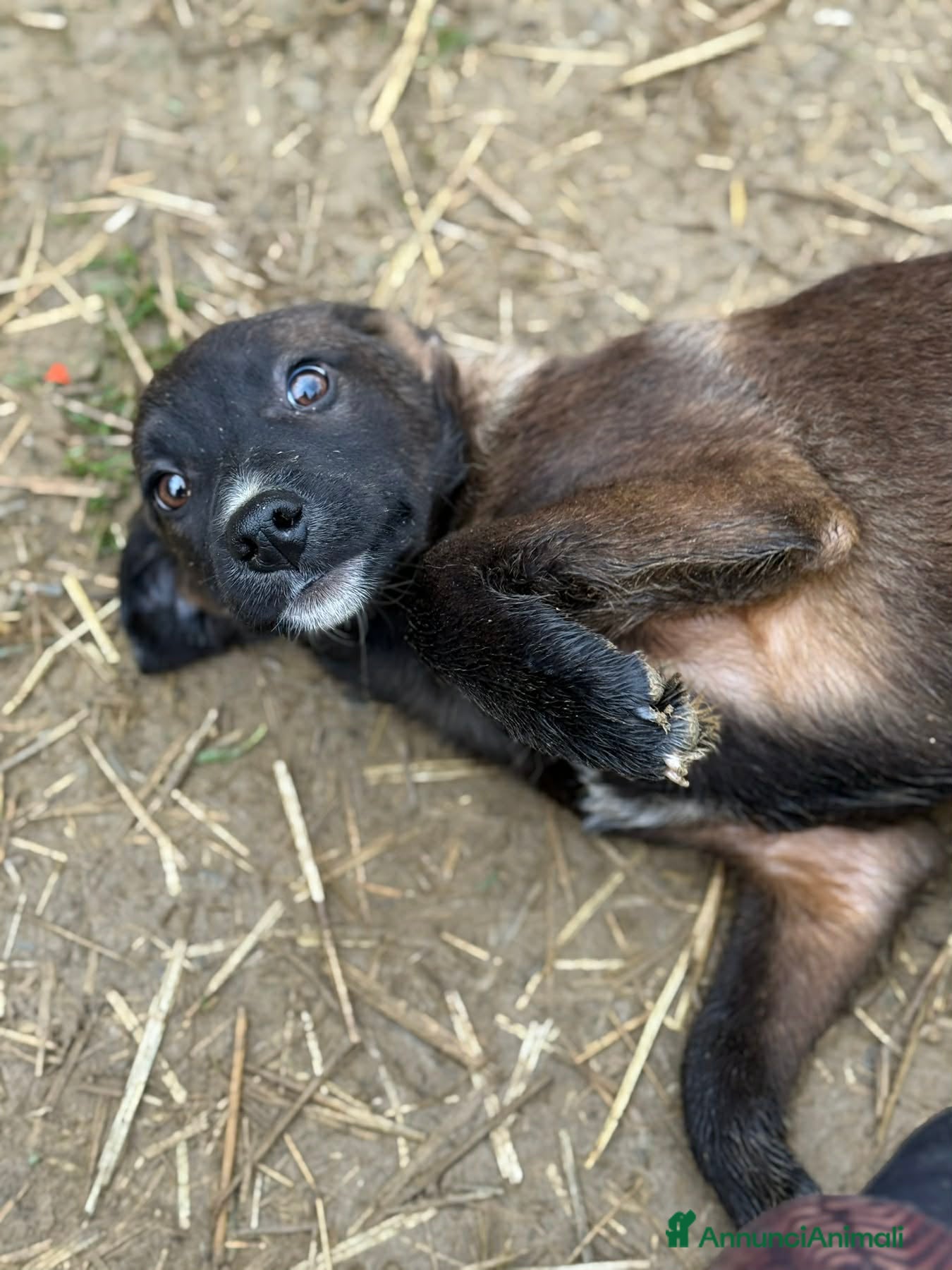 Meticcio cani 4 dolcissimi cucciolotti! 3 MESI E MEZZO. - Annuncio 2