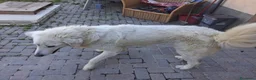 Pastore Abbruzzese Maremmano cani in regalo: Maremmano in regalo - Annuncio 3