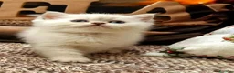 British gatti in vendita: British shorthair e longhair  - Annuncio 4