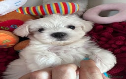 Maltese cani in vendita: Cuccioli di maltese  a Città metropolitana di Milano - Immagine 3