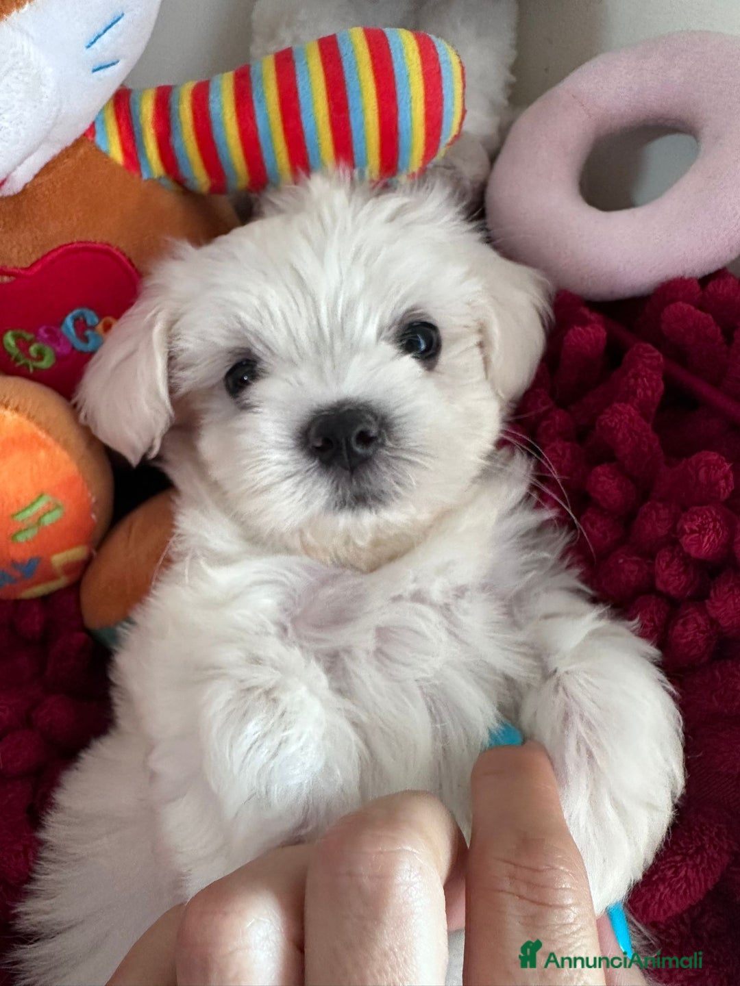 Maltese cani in vendita: Cuccioli di maltese  a Città metropolitana di Milano - Immagine 3
