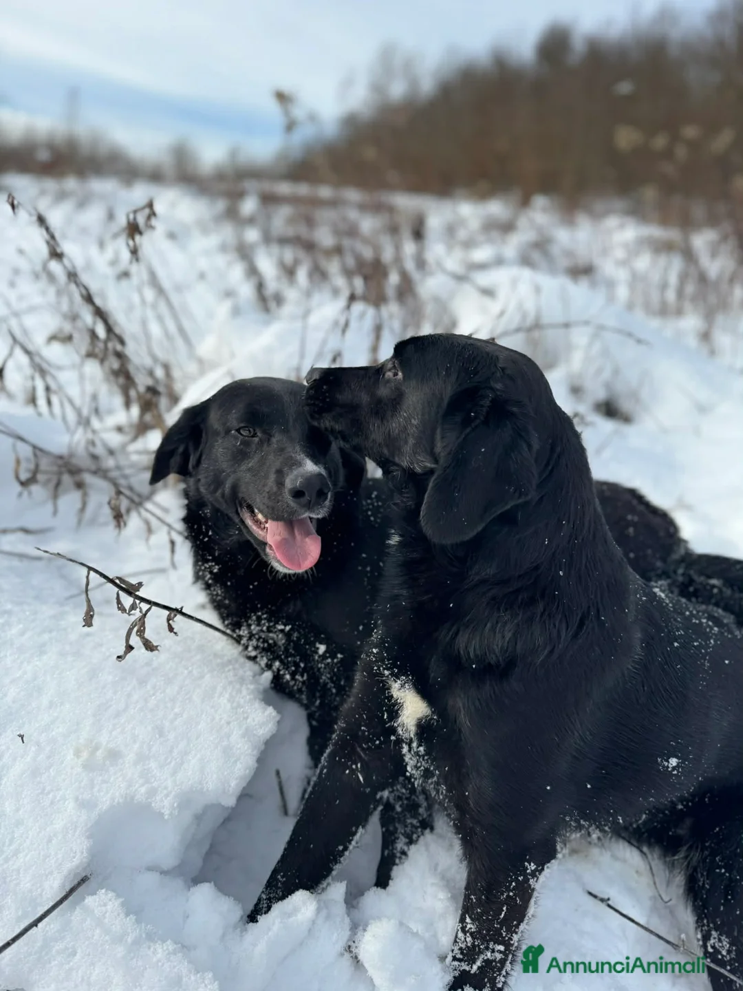 Meticcio cani in regalo: NINA & TINA, sorelline speciali! - Annuncio 1