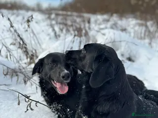 Meticcio cani NINA & TINA, sorelline speciali! - Annuncio 33