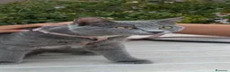 Certosino gatti in regalo: Bellissima certosina, dolce simpatica - Annuncio 3