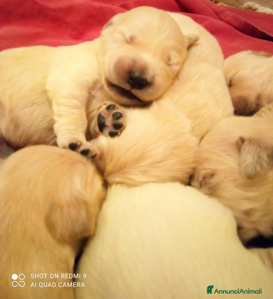 Golden Retriever cani in vendita: Golden retriever con pedigree ENCI  a Provincia di Treviso - Annuncio 7